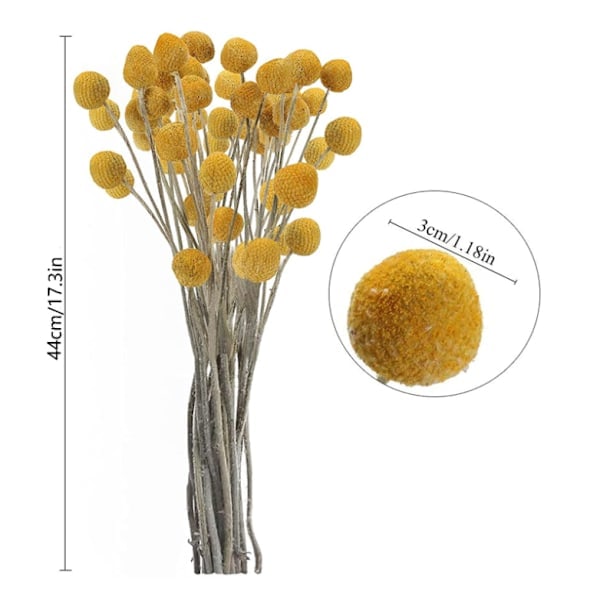 20 st Naturliga Torkade Blommor Billy Balls Blommor Billy Buttons Blombukett för Blomsterarrangemang Bröllop Hem Hög Vasdekoration Gul