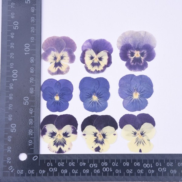 Flere tørkede blomster er presset tørre blader DIY Ekte presset tørkede blomster - Håndlagde bokmerker