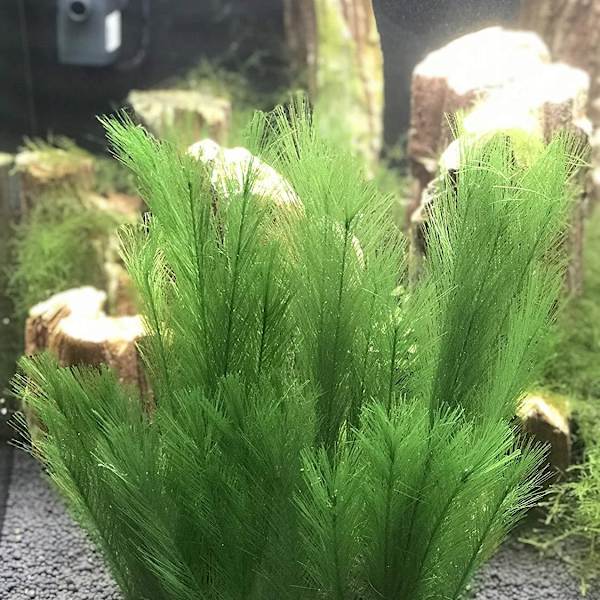 3 stk akvariedekorasjoner, akvariekorall, gullfisk, planter, kunstige planter, kunstige vannplanter