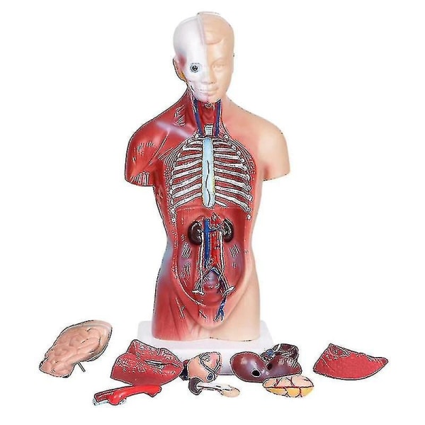 Unisex Ihmiskehon Torso Anatomian Anatominen Malli Sisäelimet Luustojärjestelmä