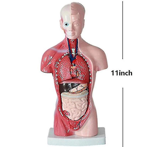 Unisex Anatomisk Modell av Människokroppen - Inre Organ, Skelett
