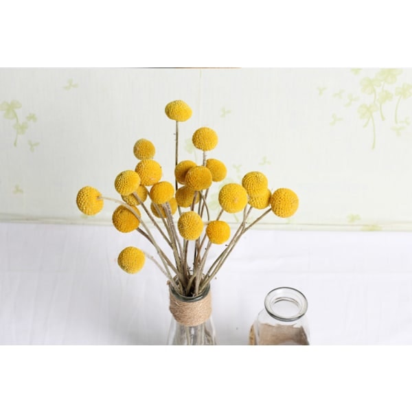 20 st Naturliga Torkade Blommor Billy Balls Blommor Billy Buttons Blombukett för Blomsterarrangemang Bröllop Hem Hög Vasdekoration Gul