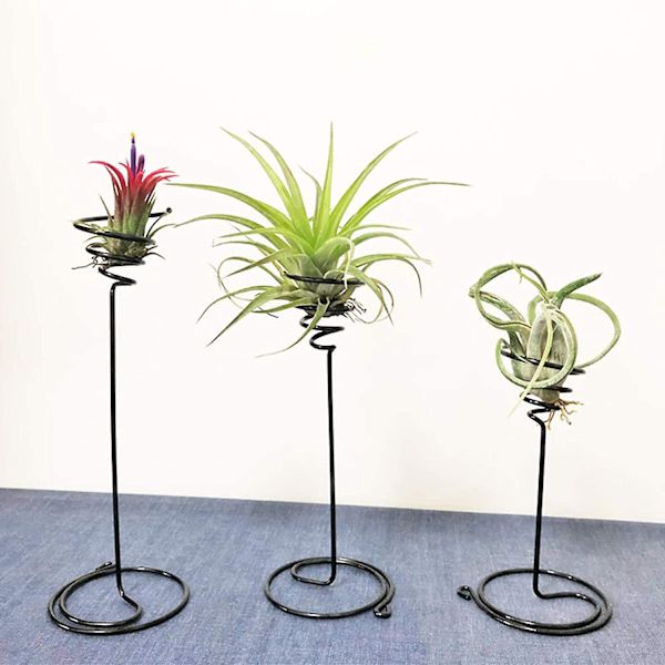 6-delad Luftväxtstöd, 3 Storlekar med Svart Järnspiral Blomstöd, Tillandsia Hållare för Luftväxtbehållare för Visning