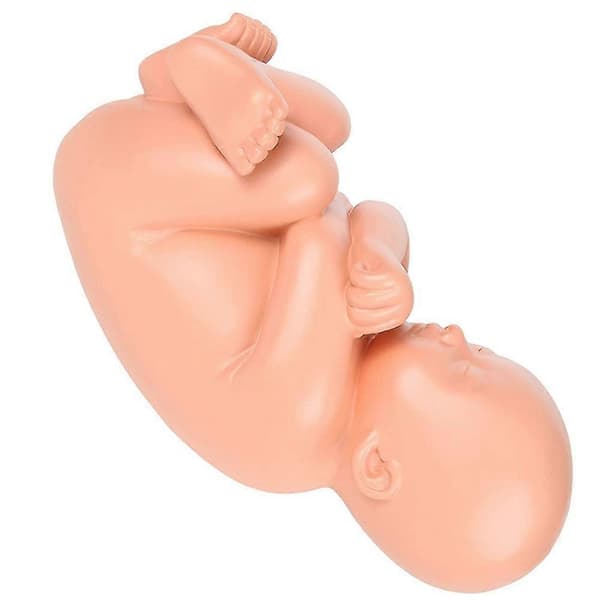 Mänsklig Graviditet Fosterutveckling 9:e Månaden Embryonal Bäckenmodell Foster Placenta Anatomi Modell