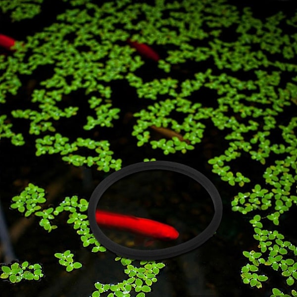 5st Akvarium Flytande Växtringar Fiskmatningsringar Cirkelringar Flytande Växter Cirkel
