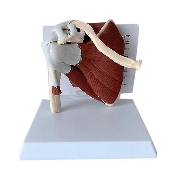 Olkapään Lapaluun Solisluun Functaali Ligamentti Opetusväline