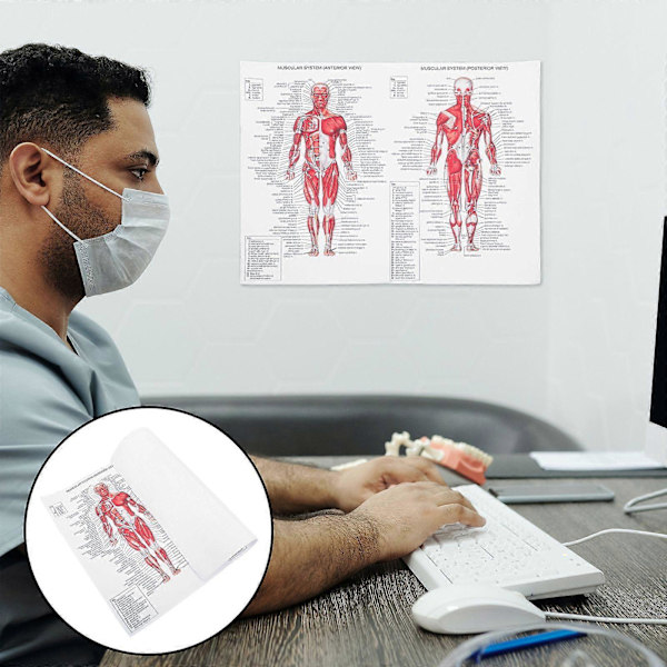 Människans Muskelsystem Canvas Poster Anatomisk Hängande Bild Rum Dekoration för Hem Skola Sjukhus Restaurang (44x33cm)