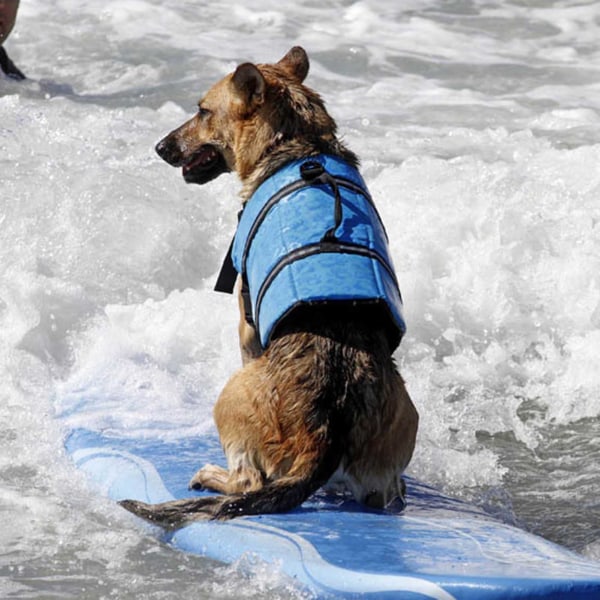 Hundflytväst i flera storlekar med snabbspänne, hudvänlig polyesterväst för båtliv och strandaktiviteter Blue Bone 2XL