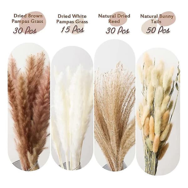 120 st Torkade Pampas Perfekt För Heminredning, Väggdekoration, Bröllopsceremoni, Etc
