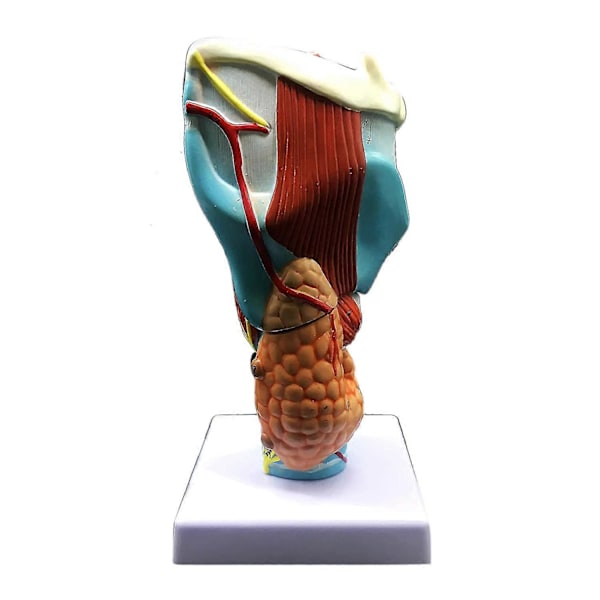 2x Forstørret model af menneskelig hals, anatomisk korrekt halsmodel, menneskelig halsanatomi