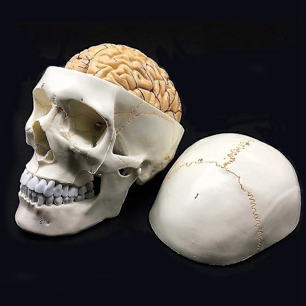 Människoskalle med hjärna anatomisk modell 8 delar livsstorlek anatomi för vetenskap klassrum studie display