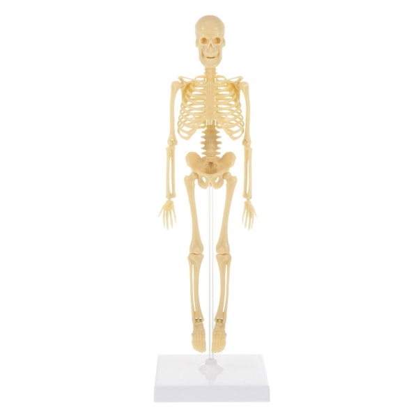 Menneskeskelet Model Simulation Mannequin DIY Samling Mannequin Model Børnelegetøj