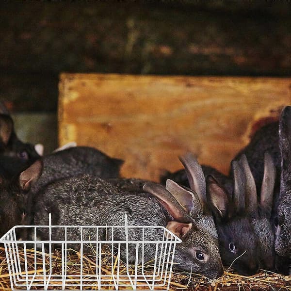 2 kpl Kanin Heinäsyöttölaite Kulutusta Kestävä Heinäsyöttölaite Kätevä Pupun Syöttölaite Kanin Tarvike