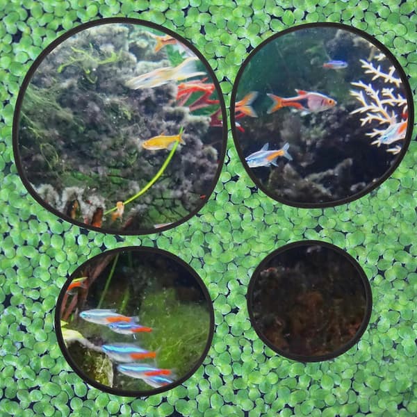 5 stk. Akvarium Flydende Plante Ringe Foderringe til Fisk Cirkelringe Flydende Planter Cirkel