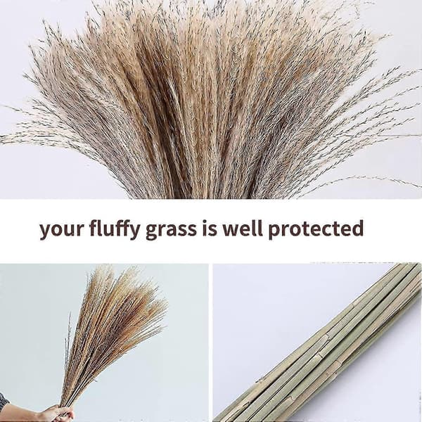 Torkat Pampasgräs Phragmites, 32 st Vassgräs Pompas Blommor För Blomsterarrangemang, bröllop