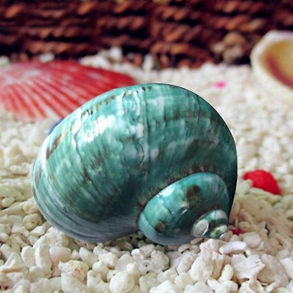 Nydelig Grønn Sjelden Skjellkonkylie Ornament Skrivebord Akvarium Dekor Gave