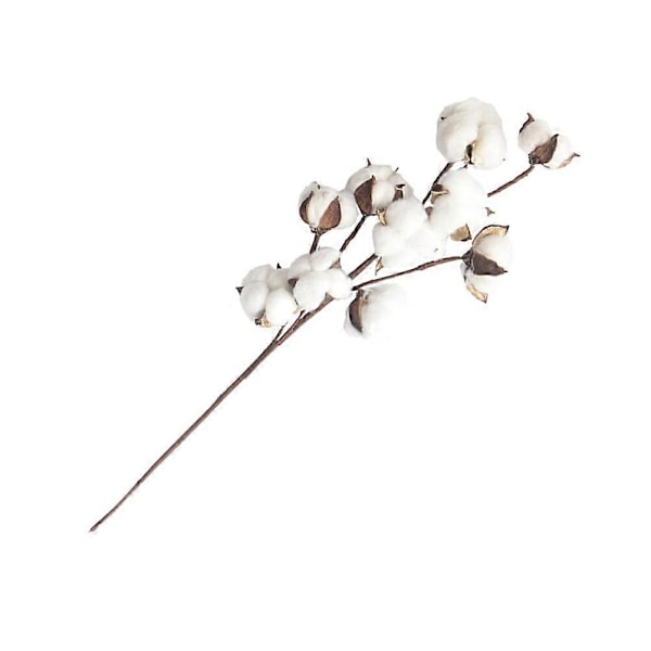 10 st Torkade Bomullsstjälkar Bondgårdsstil Konstgjord Blomfyllning Blomsterdekor Simuleringsblomma DIY Bröllopsdekoration
