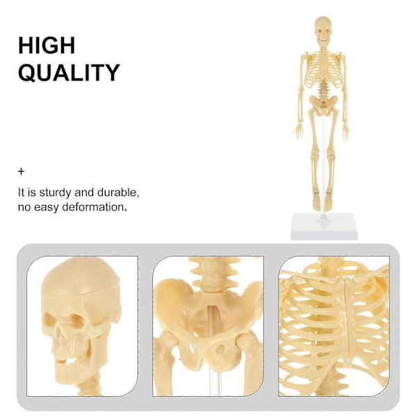 Människoskelett Modell Simulering Mannekäng DIY Montering Mannekäng Modell Leksak för Barn