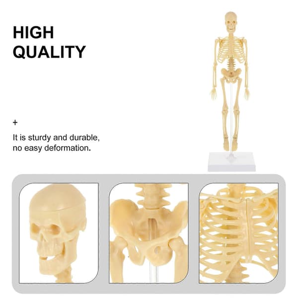 Menneskeskelet Model Simulation Mannequin DIY Samling Mannequin Model Børnelegetøj