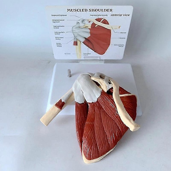 Olkapään Lapaluun Solisluun Functaali Ligamentti Opetusväline