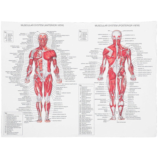 Människans Muskelsystem Canvas Poster Anatomisk Hängande Bild Rum Dekoration för Hem Skola Sjukhus Restaurang (44x33cm)
