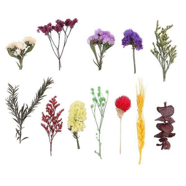 1 Æske DIY Pressede Tørrede Blomster Praktiske Blomstermaterialer Flere Ægte Tørrede Blomster Planter Prøve til Hjem Kvinde Piger (Tilfældig Farve, Tilfældig Stil)