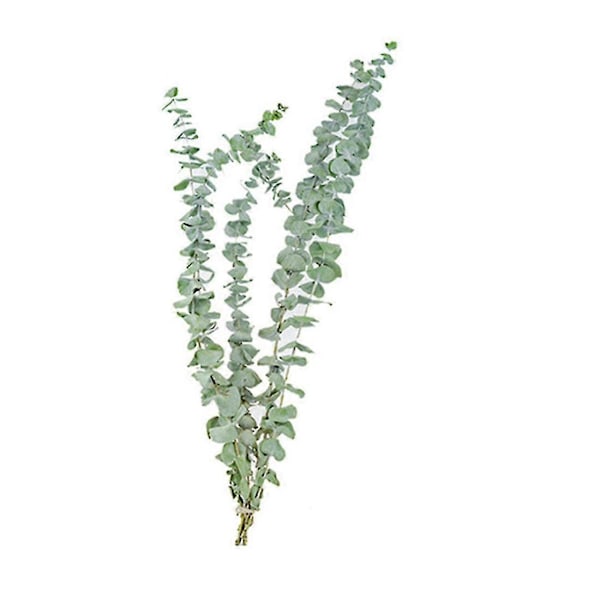20 st Naturlig Eukalyptus För Blad Torkade Blommor Dekorationer Gör-det-själv Hem Bröllopsfest Dekor Tillbehör