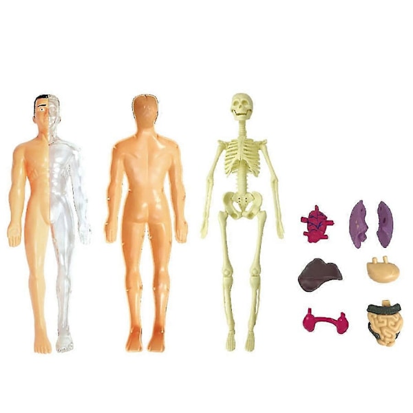 3D Menneskekrop Anatomi Model Børn Plastik DIY Skelet Legetøj Videnskab Tidlig Læring Hjælpemidler Uddannelse