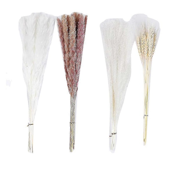 Pampasgräs Boho R, Fluffigt Torkat Pampasgräs, -la, , Fotogr