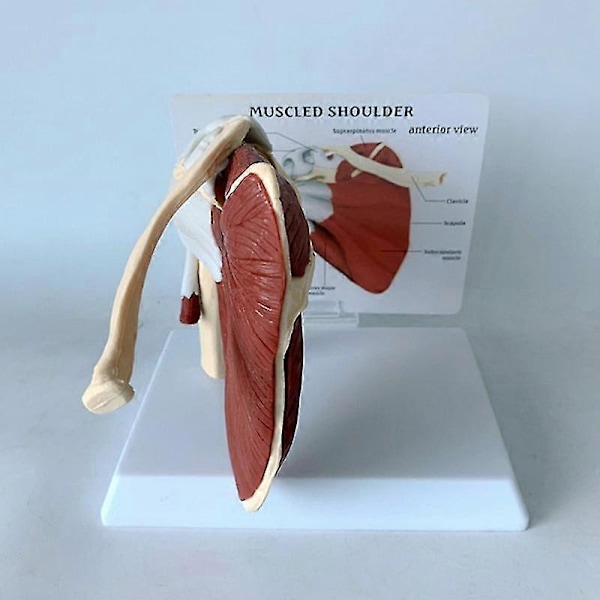 Olkapään Lapaluun Solisluun Functaali Ligamentti Opetusväline