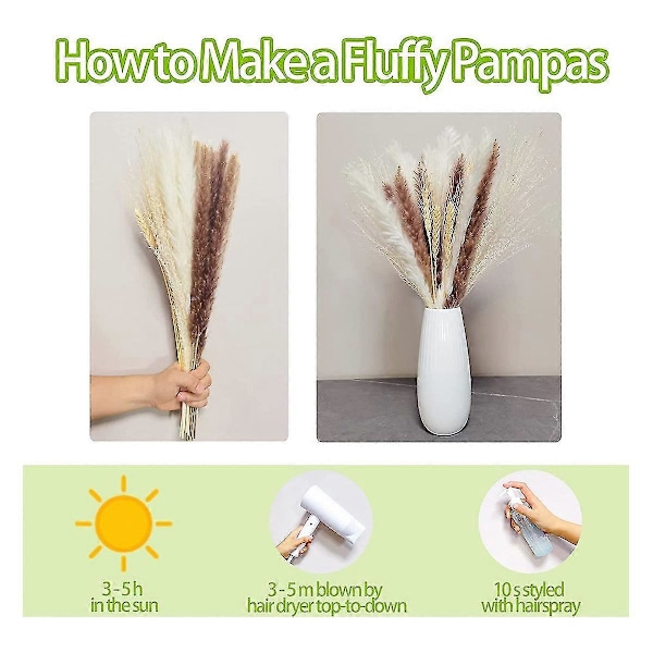 Pampasgräs Boho R, Fluffigt Torkat Pampasgräs, -la, , Fotogr