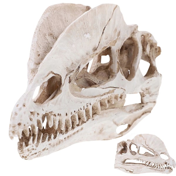 1 kpl Hieno Dilophosaurus Kallo Koriste Hartsi Dinosaurus Kallo Malli Käsityöt Sisustus Elävä Dinosaurus Kallo Koriste Luova Dinosaurus Kallo Malli Sisustus