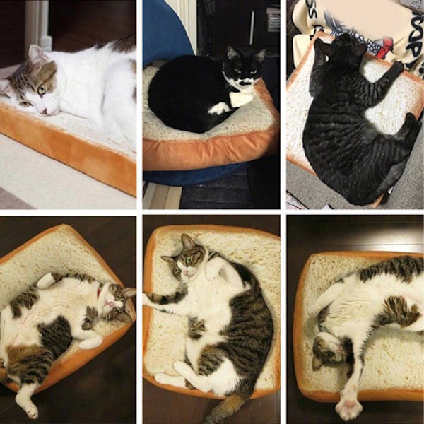 Toast bröd skiva stil husdjur mjuk varm madrass light brown medium