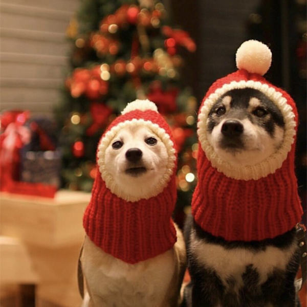 Pet Winter Wool Hat Doll Golden Retriever Dog Christmas Hat red medium