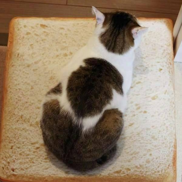 Toast bröd skiva stil husdjur mjuk varm madrass light brown small