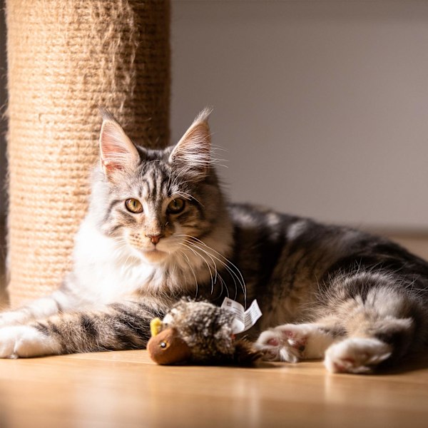 Melody Chaser Interaktivt Gosedjur för Hundar och Katter (Fågel)