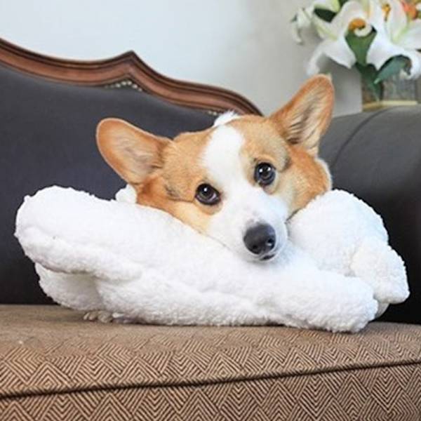 Hvalpe adfærdstræningslegetøj Plys kæledyr Komfortabel Snuggle brown dog