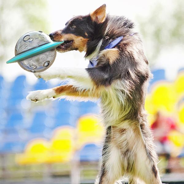 Flygande tefat Hund Spel Flying Discs Leksaker Cat Slow Feeder yellow 164*112mm