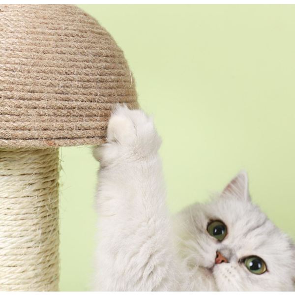 Wood Base Pet Toy Scratch Board Ball Rolig katt