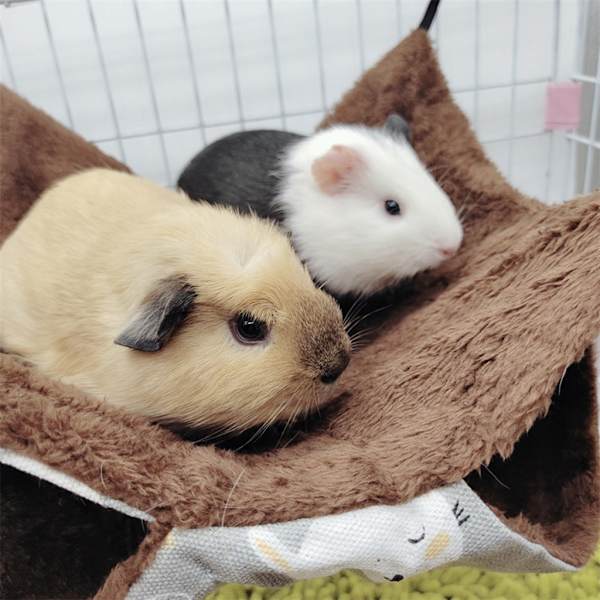 Fåglar Hängmatta Plysch Hängande Hus mådjur Ekorre 2 Layer Hammock Beds null - 3 null - 3 S