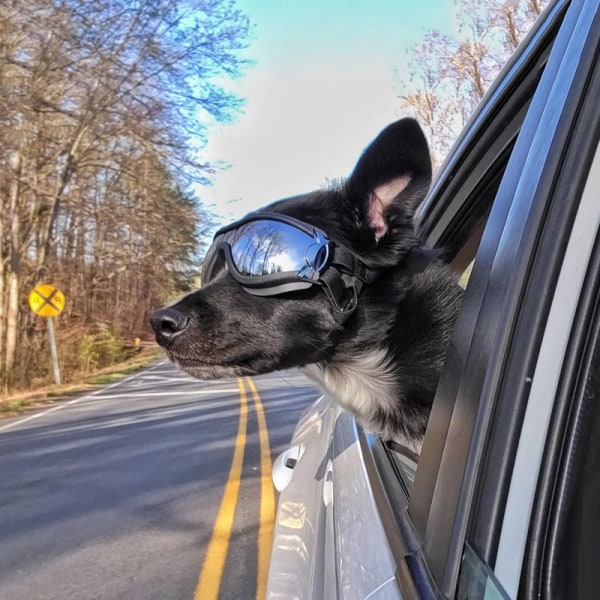 kæledyrsbriller hundebriller kæledyrsbriller sort