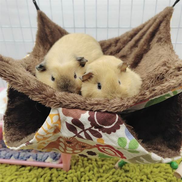 Fåglar Hängmatta Plysch Hängande Hus mådjur Ekorre 2 Layer Hammock Beds null - 3 null - 3 S