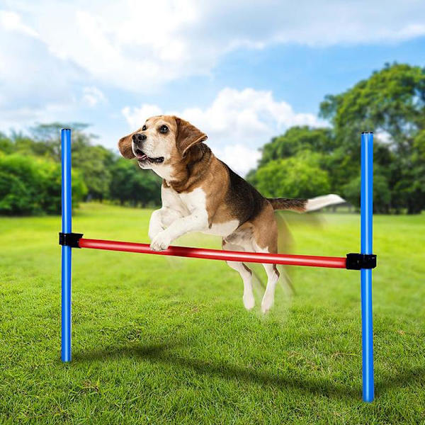 Agilityhinder 85x70cm: Träna hunds flexibilitet Blå