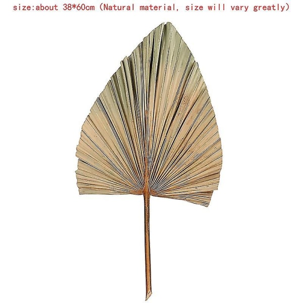 Palm Fan Leaf Dried Flower Palm Leaf Window Reception Party Art Wall Decorat