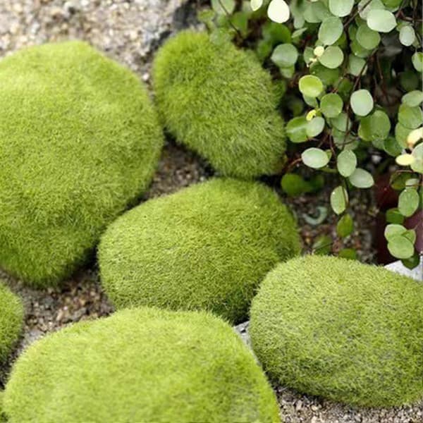 Kunstig Mossten – Blød PVC & Flocking – til Fehave & Terrarium – Dekorativ 9cm