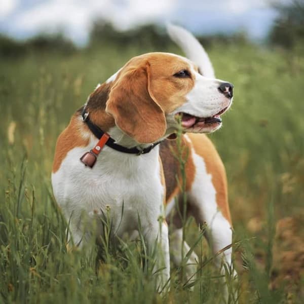 Hundbjällror, bronsfärgade husdjursbjällror, ljudgenerator med läderrem och knapp
