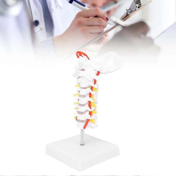 Anatomisk model af halshvirvel, rygsøjle og spinalnerver til undervisning i naturfag