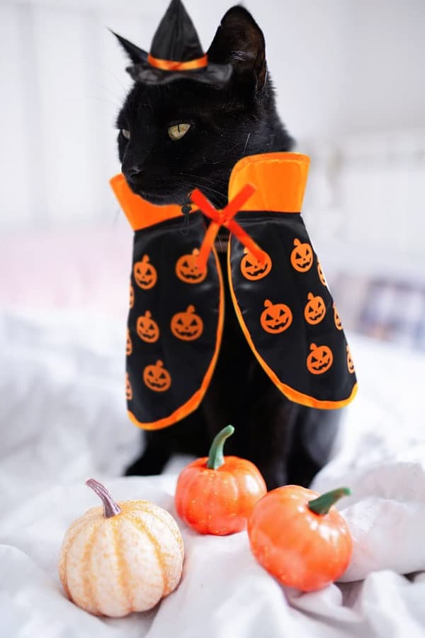 Halloween-kostumesæt til kæledyr (inkluderer troldmandskappe og hat), justerbar model.