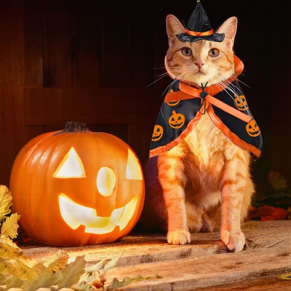 Halloween-kostumesæt til kæledyr (inkluderer troldmandskappe og hat), justerbar model.