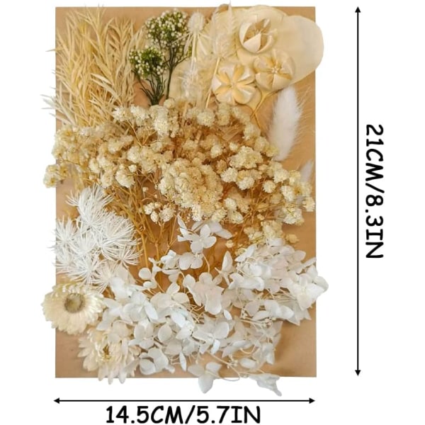 Torkade blommor och blad pressade torkade blommor blandade med en mängd olika naturliga dekorativa konstgjorda blomsterhantverk, beige Beige